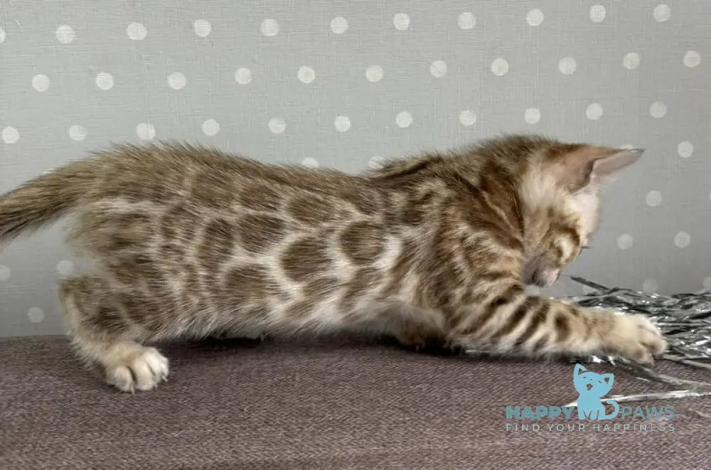 Ronnie Bengal male black spotted tabby live animals