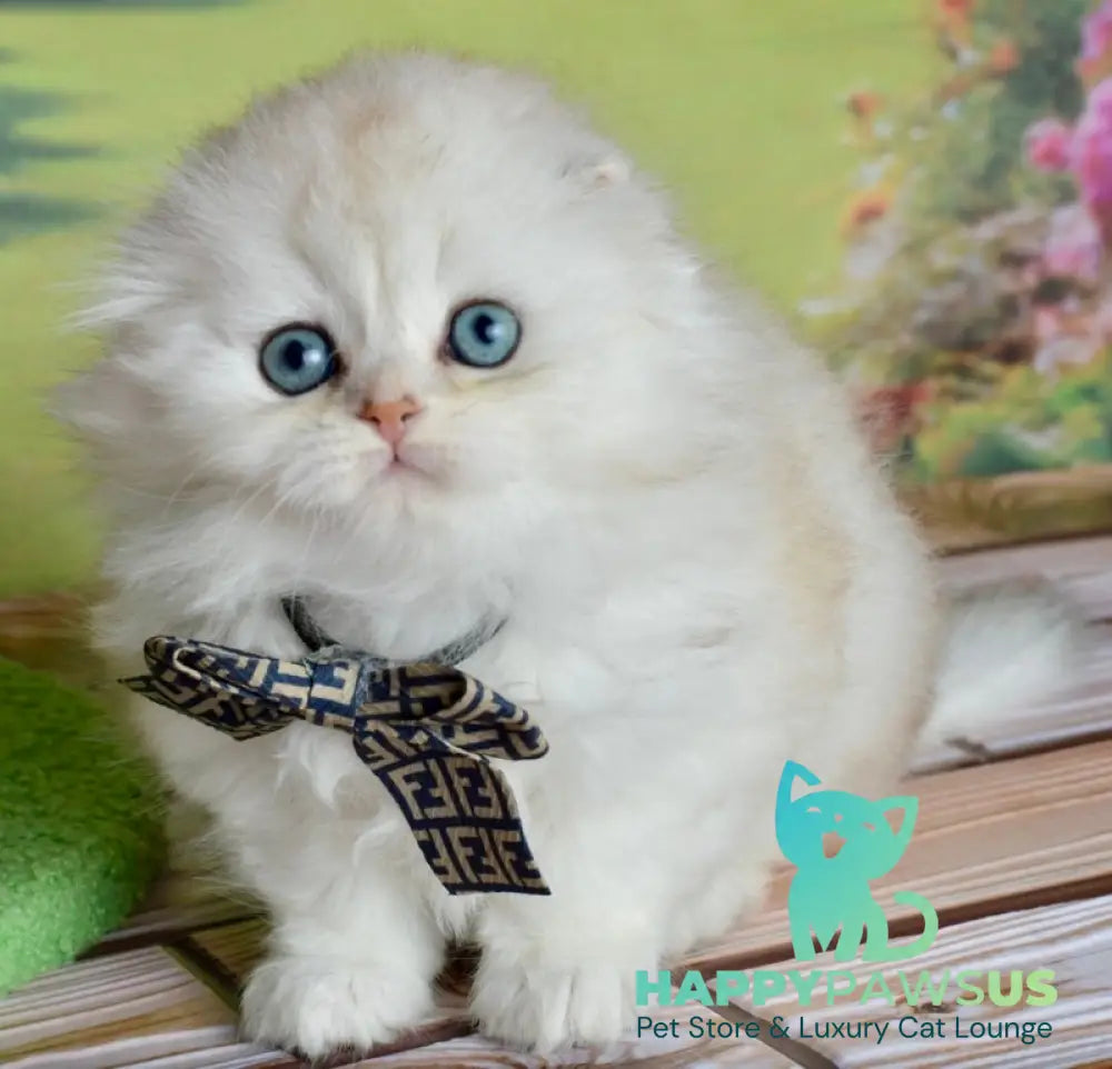 Ronnie Scottish Fold male black silver shaded - live animals