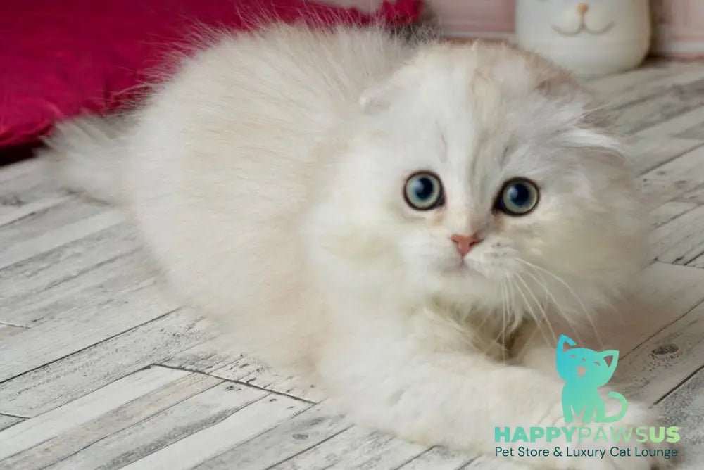 Ronnie Scottish Fold male black silver shaded - live animals