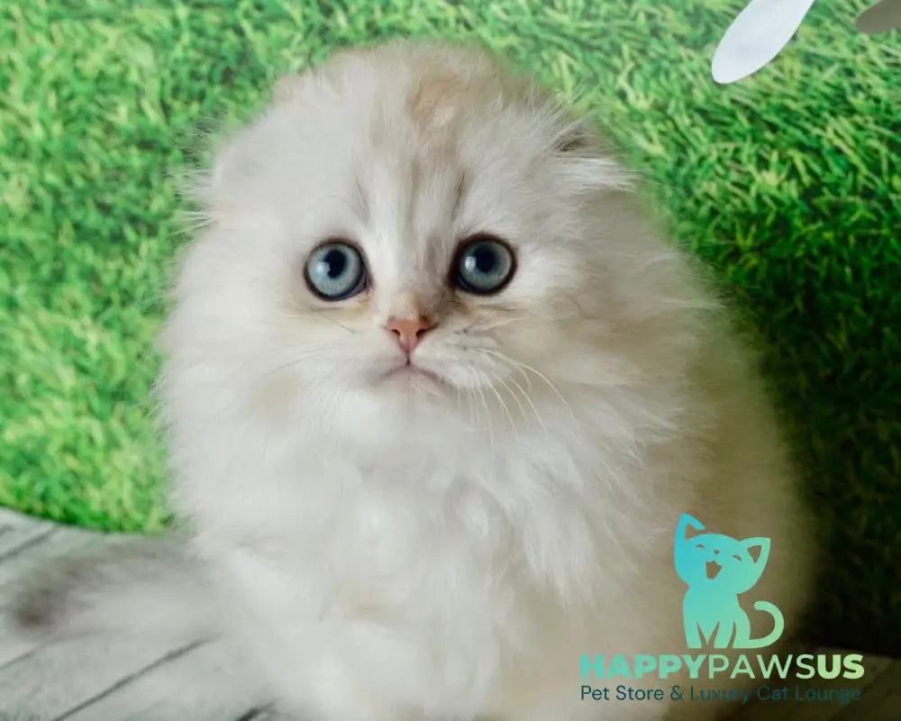 Ronnie Scottish Fold male black silver shaded - live animals