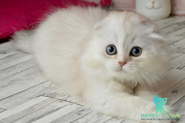 Ronnie Scottish Fold male black silver shaded - live animals