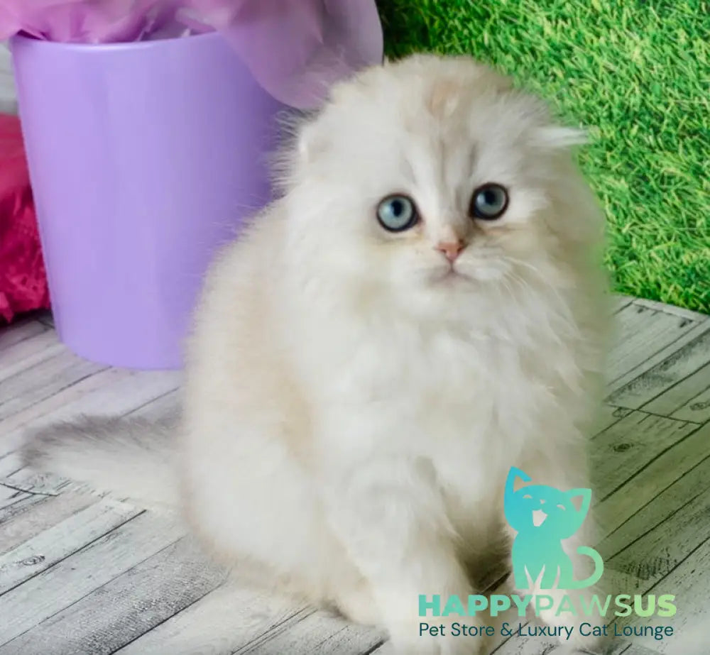 Ronnie Scottish Fold male black silver shaded - live animals