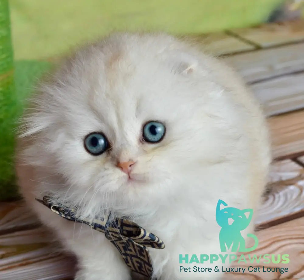 Ronnie Scottish Fold male black silver shaded - live animals