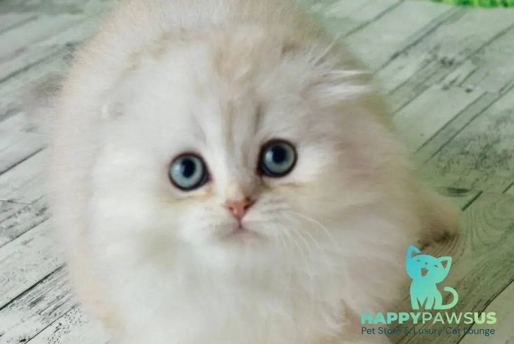 Ronnie Scottish Fold male black silver shaded - live animals