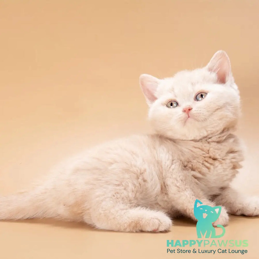 Ronny British Shorthair male cream - live animals