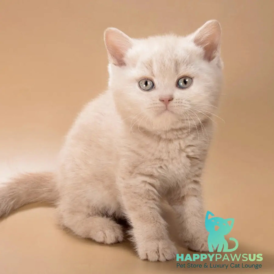 Ronny British Shorthair male cream - live animals