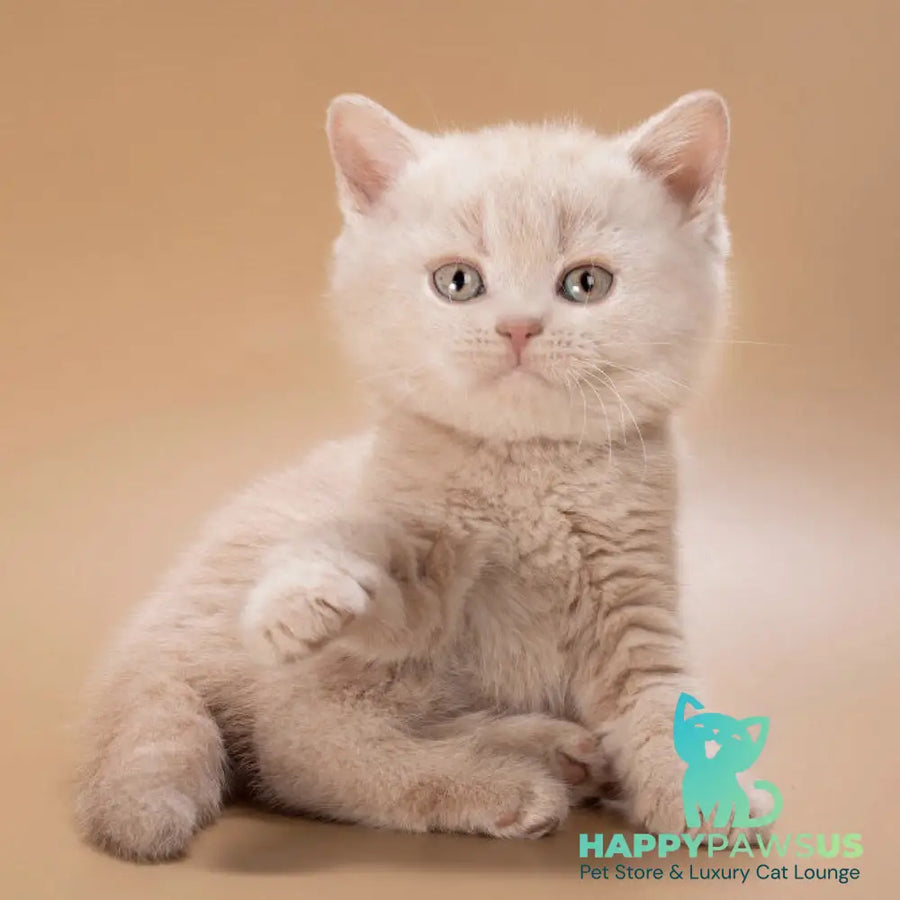 Ronny British Shorthair male cream - live animals