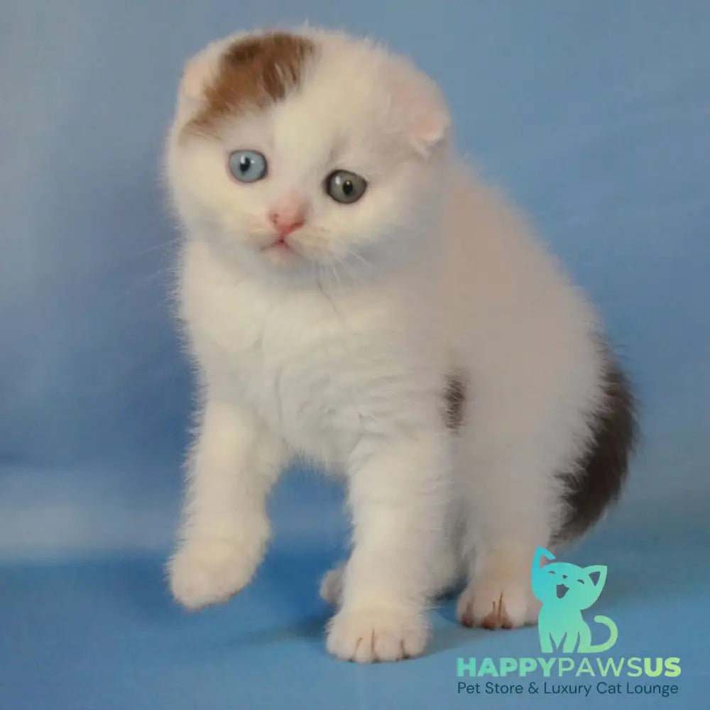 Ronny Scottish Fold male chocolate tabby van - live animals