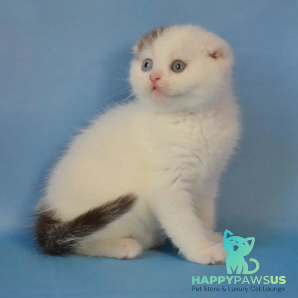 Ronny Scottish Fold male chocolate tabby van - live animals
