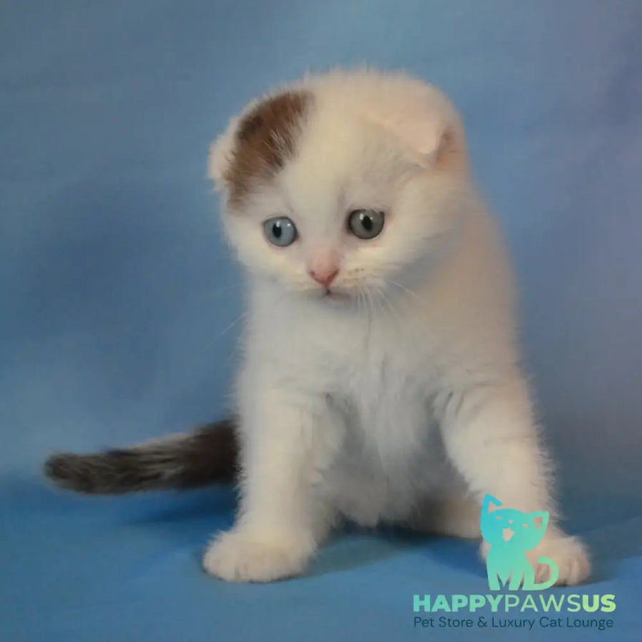 Ronny Scottish Fold male chocolate tabby van - live animals