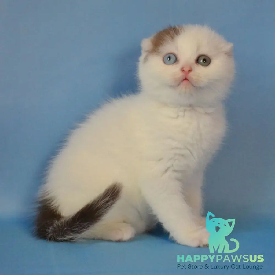 Ronny Scottish Fold male chocolate tabby van - live animals