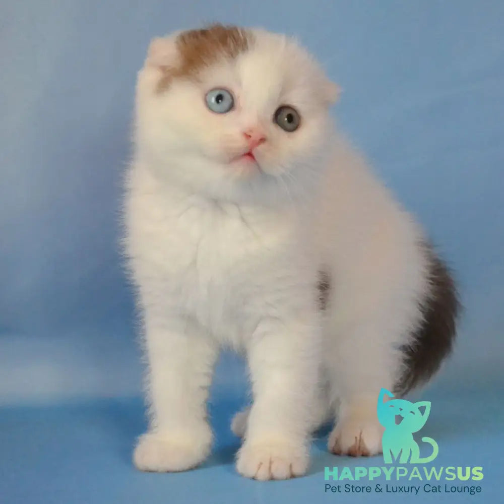 Ronny Scottish Fold male chocolate tabby van - live animals