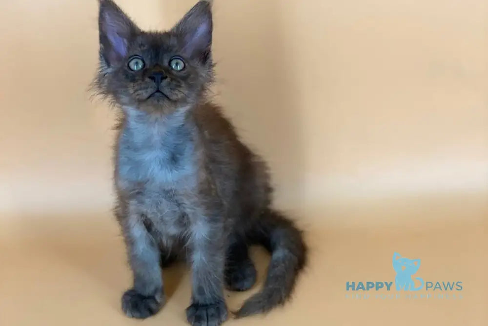 Rony Maine Coon male black silver live animals