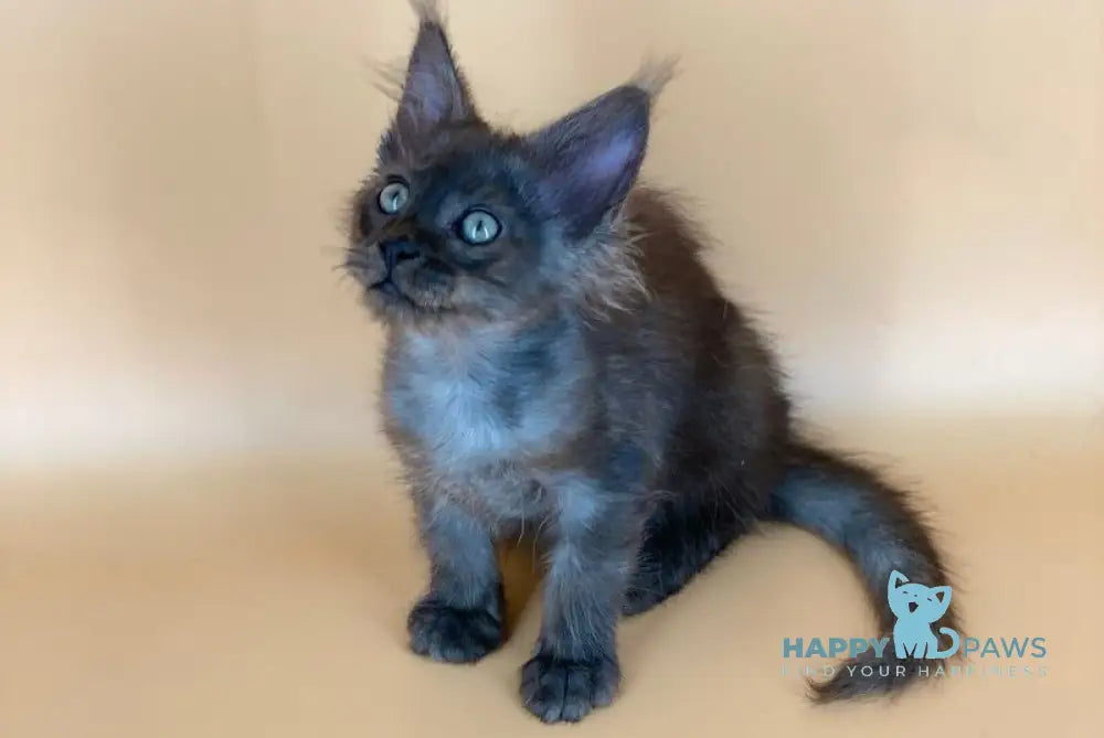 Rony Maine Coon male black silver live animals