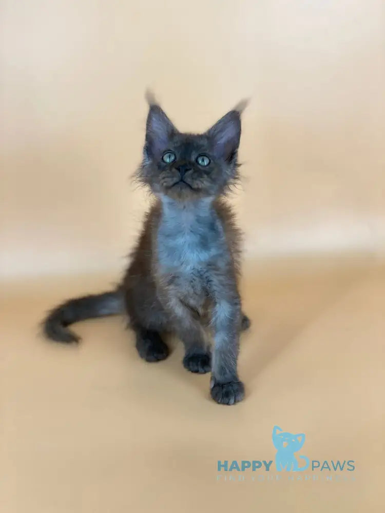 Rony Maine Coon male black silver live animals