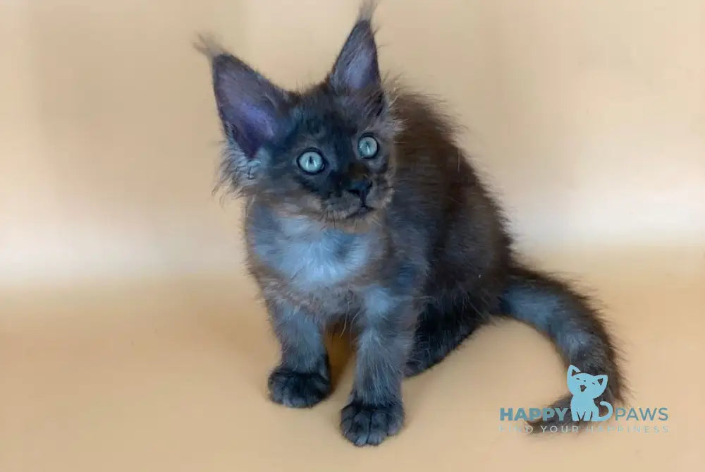 Rony Maine Coon male black silver live animals