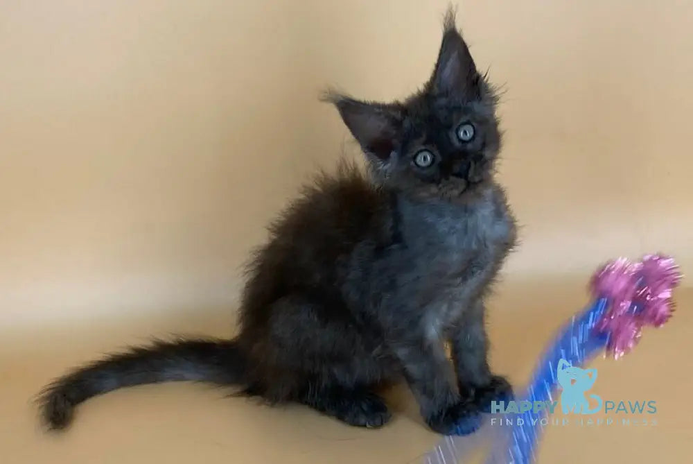Rony Maine Coon male black silver live animals