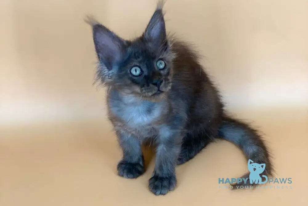 Rony Maine Coon male black silver live animals