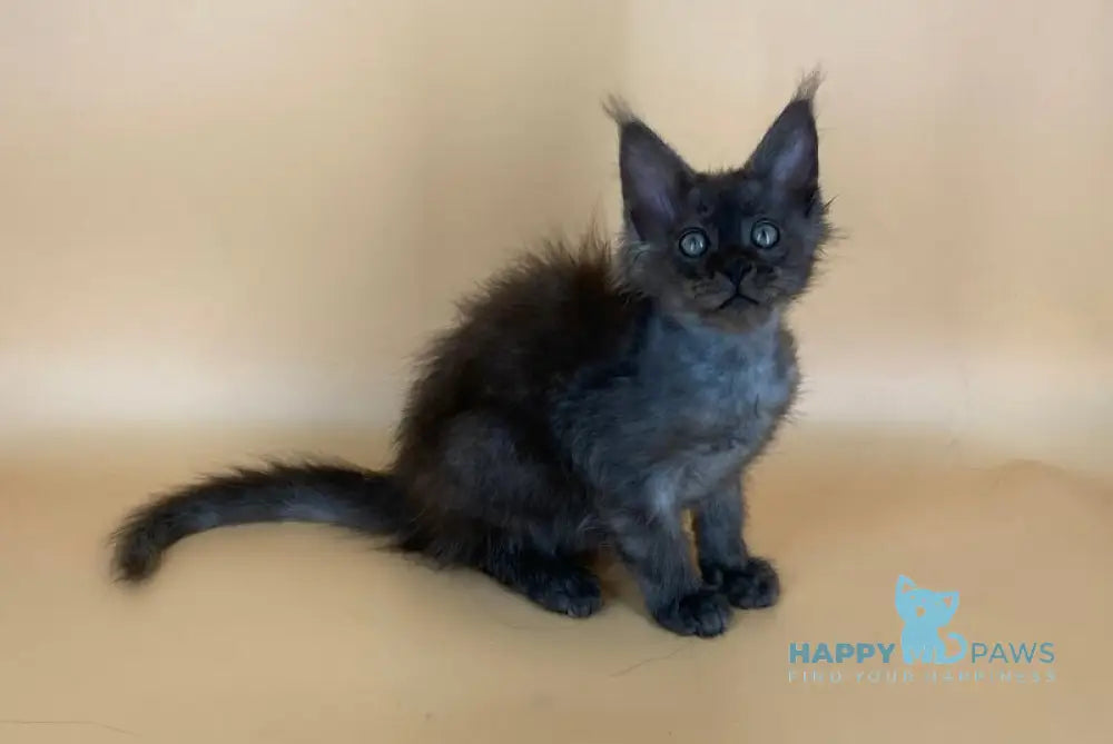 Rony Maine Coon male black silver live animals