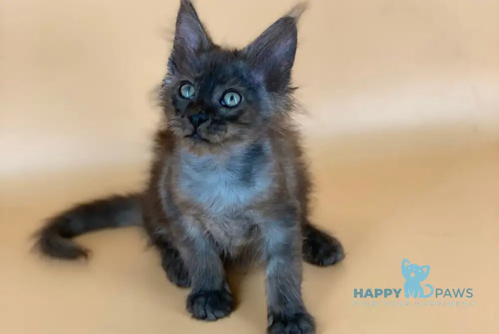 Rony Maine Coon male black silver live animals