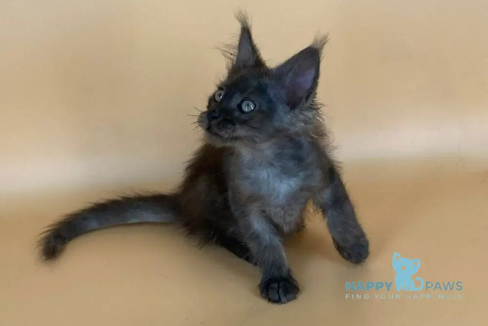 Rony Maine Coon male black silver live animals
