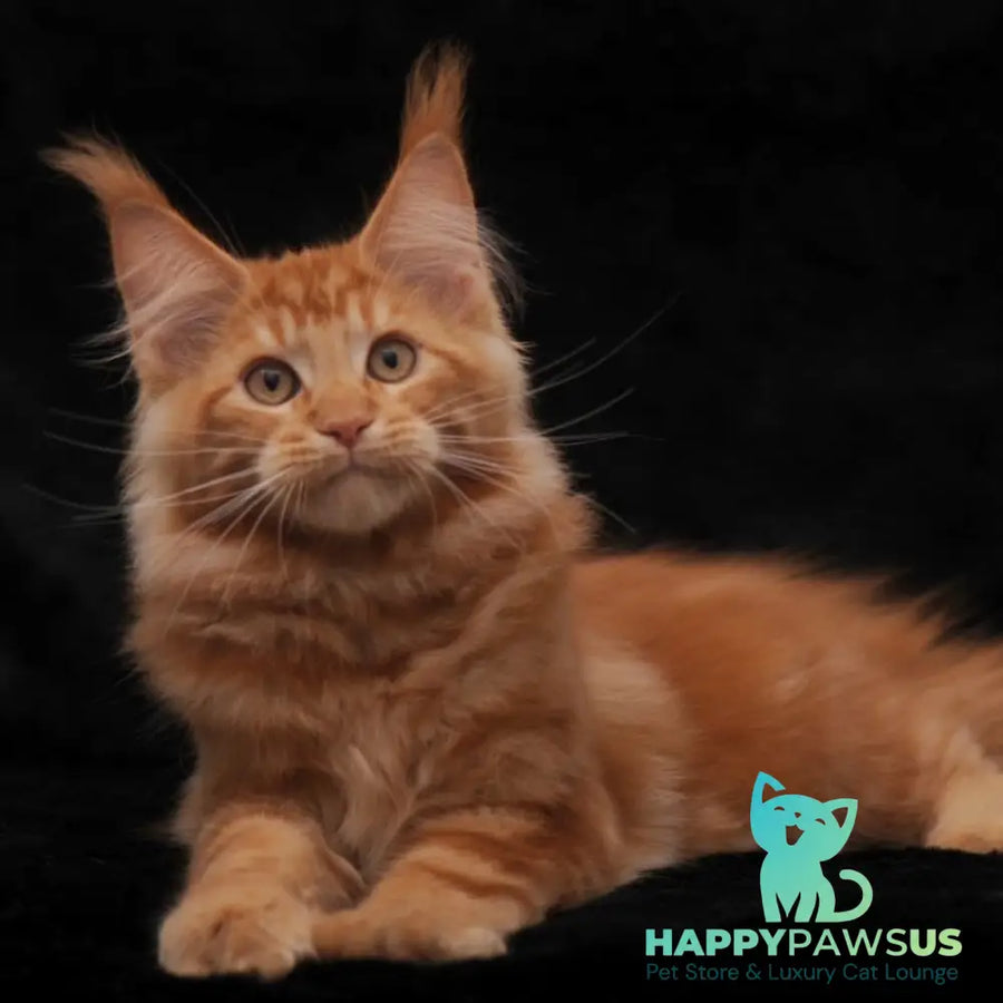 Rony Maine Coon male red - live animals