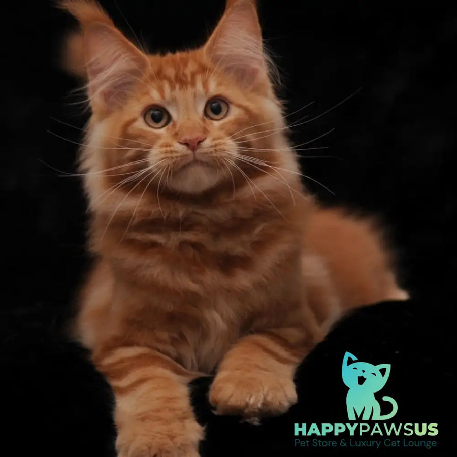 Rony Maine Coon male red - live animals