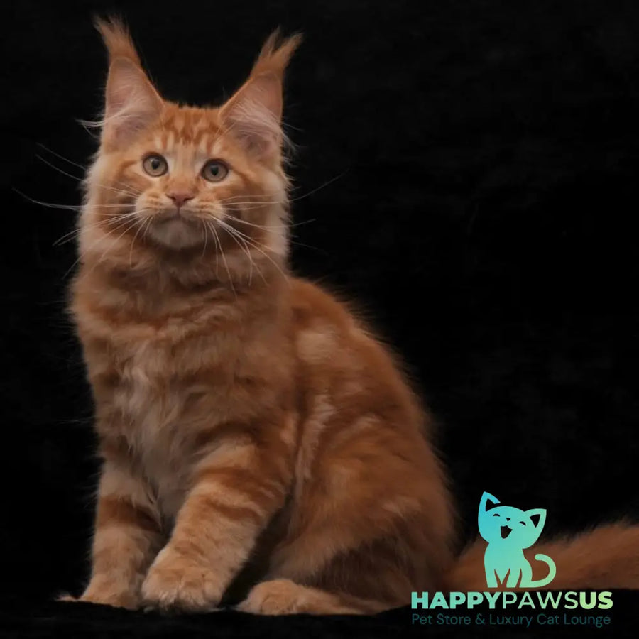 Rony Maine Coon male red - live animals