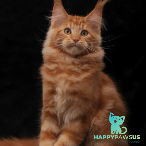 Rony Maine Coon male red - live animals