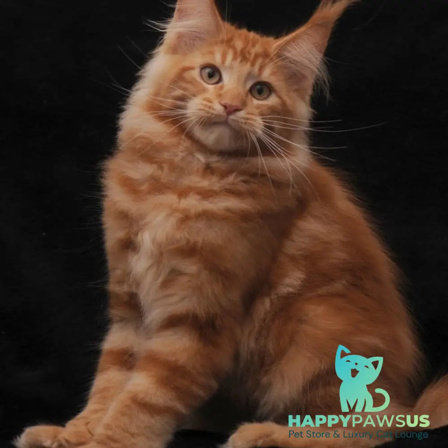 Rony Maine Coon male red - live animals