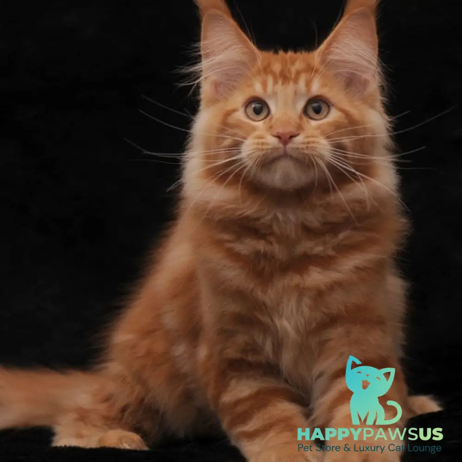 Rony Maine Coon male red - live animals