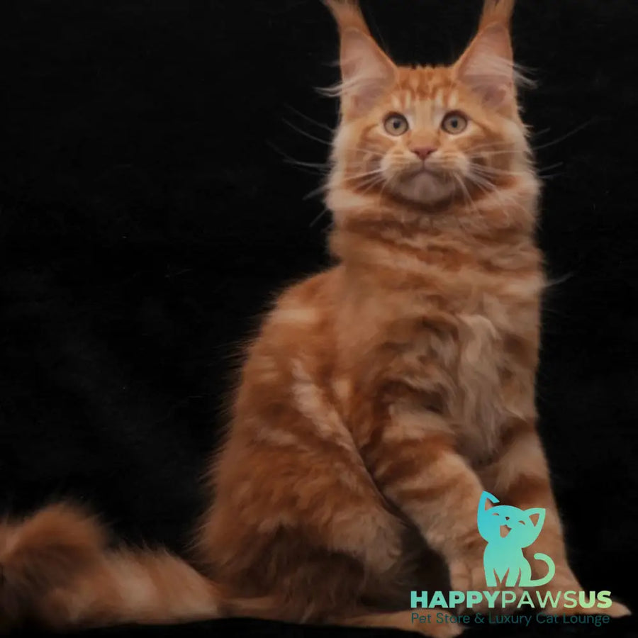 Rony Maine Coon male red - live animals