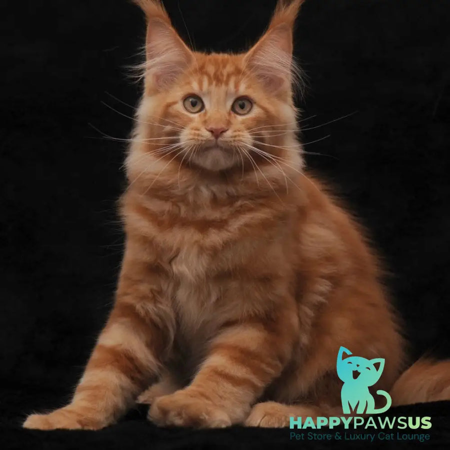 Rony Maine Coon male red - live animals
