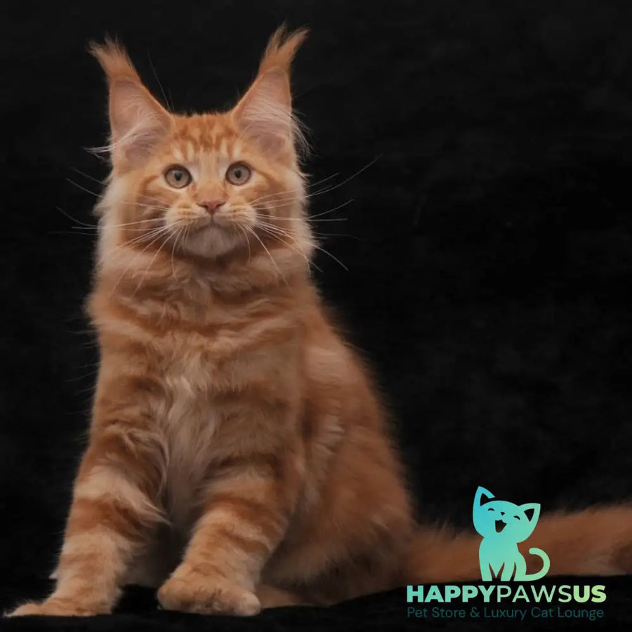 Rony Maine Coon male red - live animals