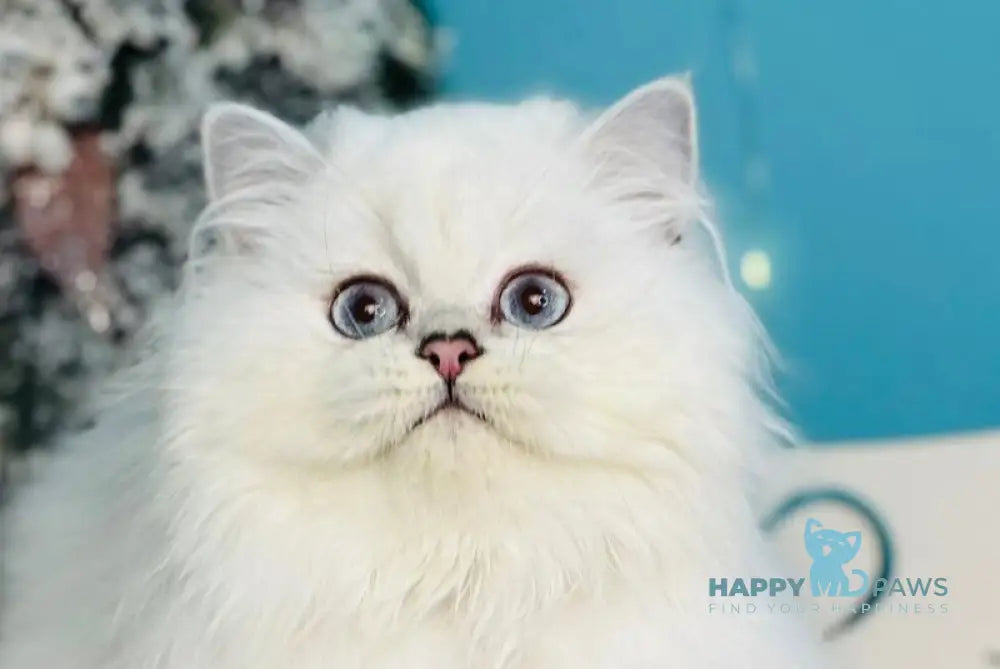 Rony Scottish Straight male black silver chinchilla pointed live animals