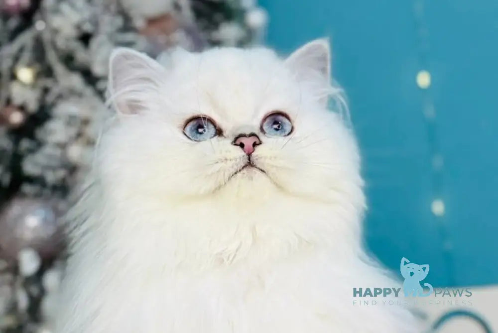 Rony Scottish Straight male black silver chinchilla pointed live animals