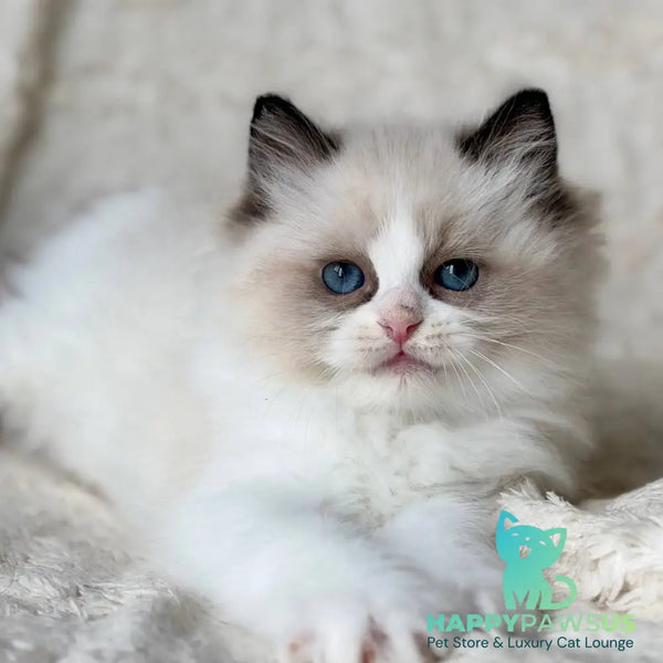 Rory Ragdoll male black bicolour - live animals