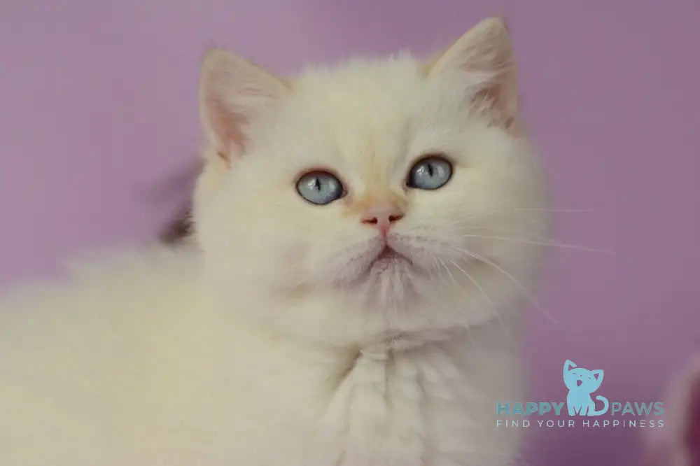 Rosa British Shorthair female black golden shaded pointed live animals