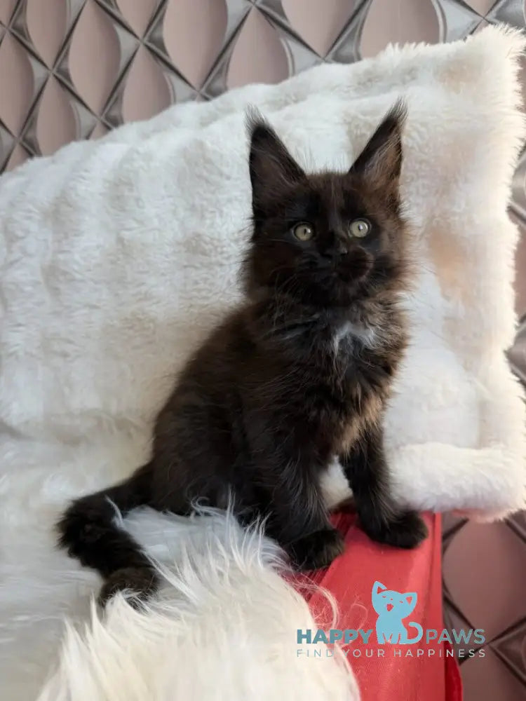 Rosa Maine Coon female black with white live animals