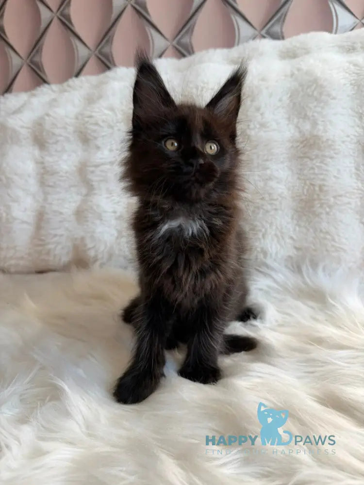 Rosa Maine Coon female black with white live animals