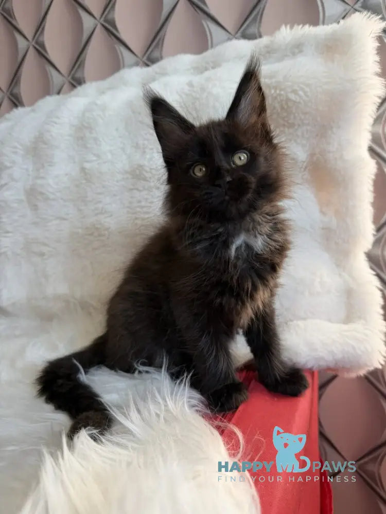 Rosa Maine Coon female black with white live animals