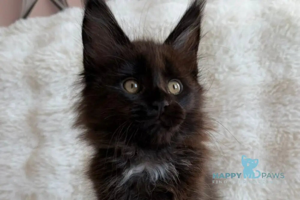 Rosa Maine Coon female black with white live animals