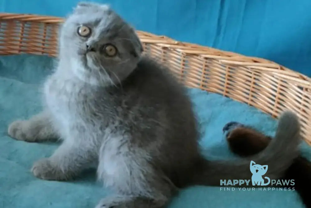 Rosa Scottish Fold male blue live animals
