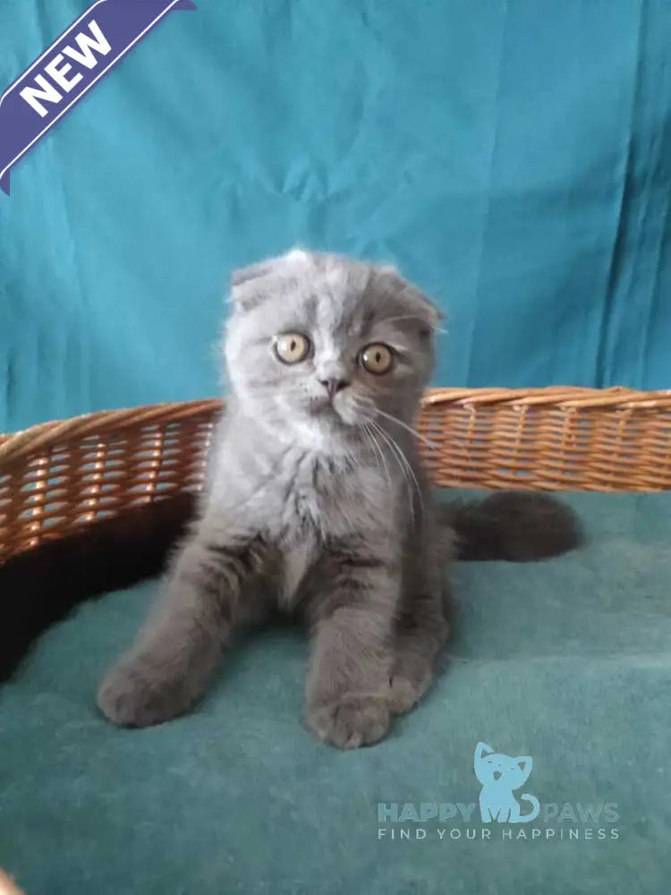 Rosa Scottish Fold male blue live animals