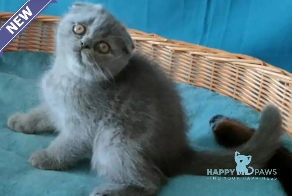 Rosa Scottish Fold male blue live animals