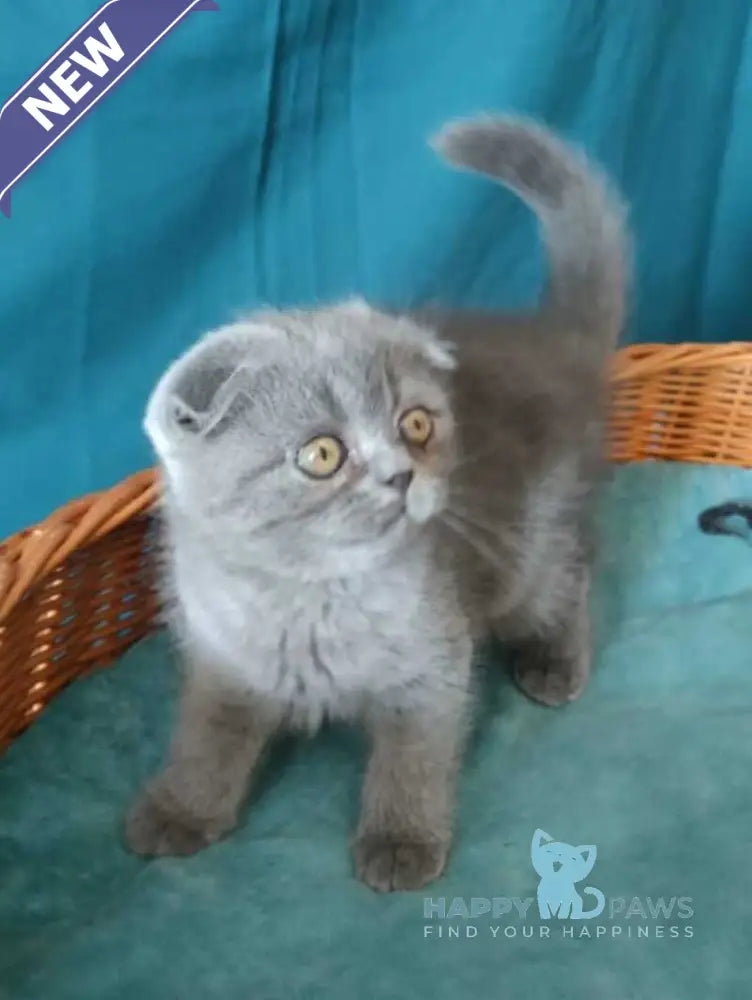Rosa Scottish Fold male blue live animals