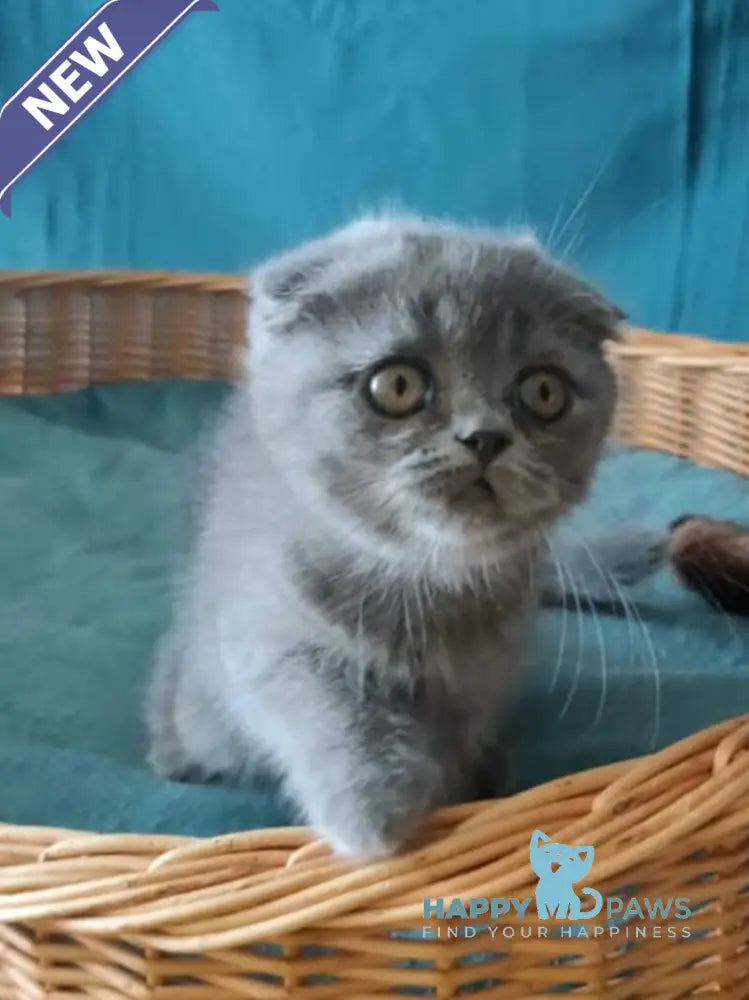 Rosa Scottish Fold male blue live animals