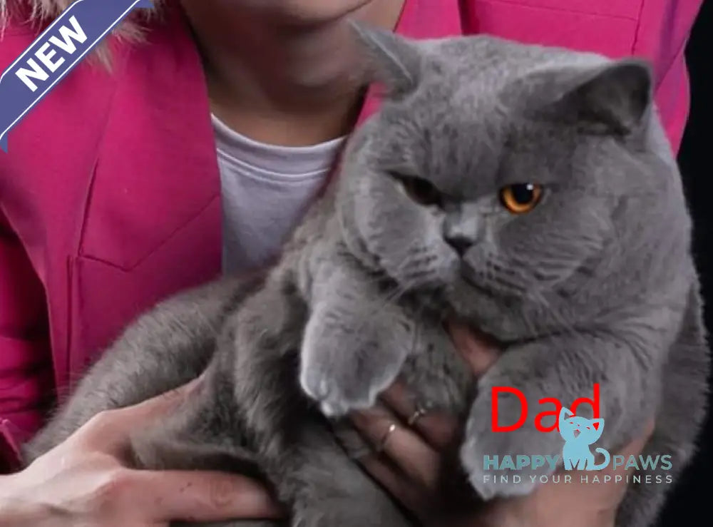 Rosa Scottish Fold male blue live animals