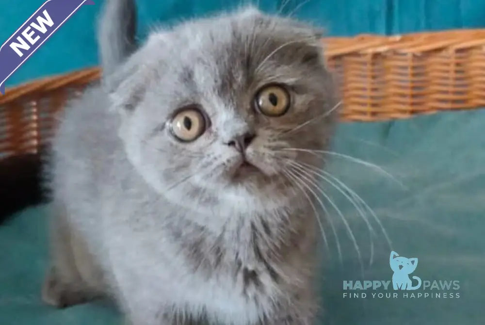 Rosa Scottish Fold male blue live animals