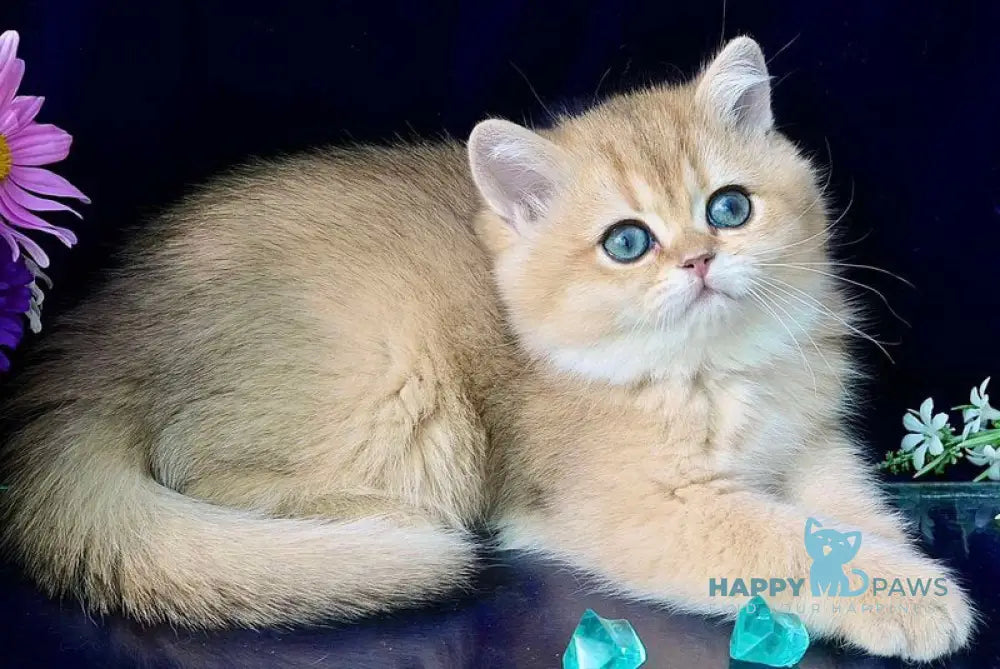 Rosalie British Shorthair female chocolate golden shaded live animals
